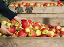 U.S. Apple Industry Gears Up to Comply With FDA’s FSMA Rules