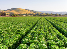 FDA Finalizes FSMA Produce Safety Rule, Food Import Rules